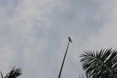 Tyrannus caudifasciatus