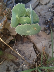 Senecio oxyriifolius