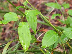 Clematis glycinoides