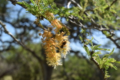 Prosopis affinis