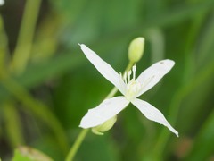 Clematis glycinoides