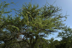 Prosopis affinis