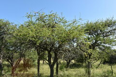 Prosopis affinis