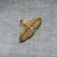 Eublemma perversicolor