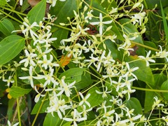 Clematis glycinoides
