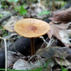 Heimiomyces tenuipes