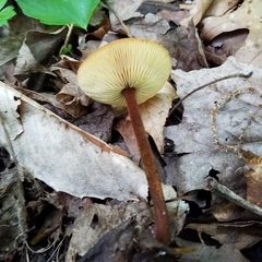 Heimiomyces tenuipes