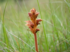 Orobanche teucrii