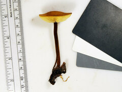 Heimiomyces tenuipes