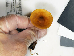 Heimiomyces tenuipes