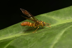 Lissoscarta