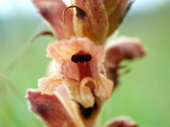 Orobanche teucrii