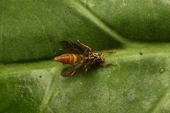 Lissoscarta