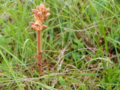 Orobanche teucrii