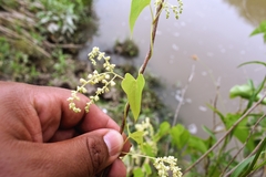 Dioscorea sinuata