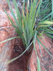 Aloe verecunda