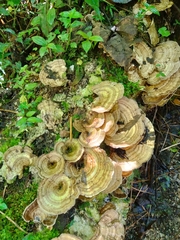 Trametes menziesii