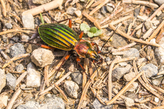 Carabus auronitens