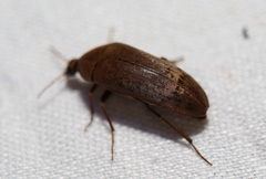 Ripiphoridae