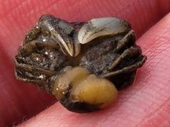 Loxothylacus panopaei