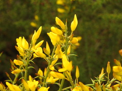 Ulex argenteus subsericeus