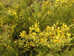 Ulex argenteus subsericeus