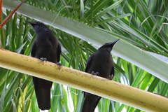 Corvus jamaicensis