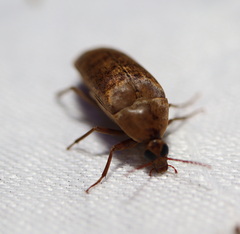 Ripiphoridae