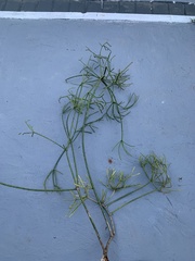 Rhipsalis teres