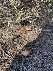 Suillus pseudobrevipes