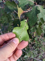 Quercus gravesii