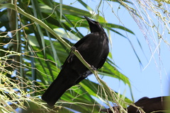Corvus jamaicensis