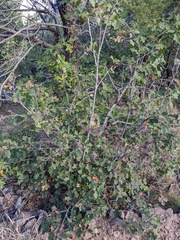 Quercus gravesii