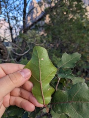 Quercus gravesii