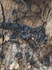 Jackrogersella multiformis