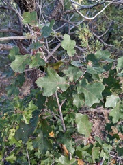 Quercus gravesii