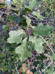 Quercus gravesii