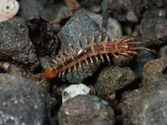 Lithobiomorpha