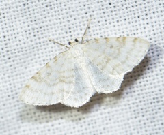 Asthena albulata