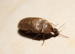 Ripiphoridae