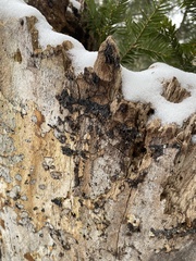 Jackrogersella multiformis