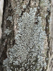 Phaeophyscia adiastola