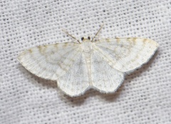 Asthena albulata