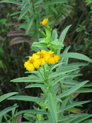 Tagetes lucida