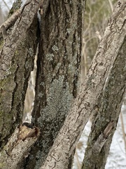 Phaeophyscia adiastola