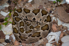 Crotalus enyo