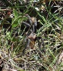 Plesiopelma longisternale