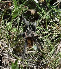 Plesiopelma longisternale