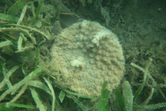 Duncanopsammia peltata