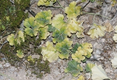 Apodanthera undulata